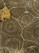 Polished Fossil Coral (Actinocyathus) - Morocco #100586-1